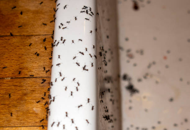 Best Emergency Pest Control  in Midway, GA