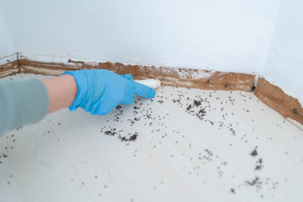 Best Local Pest Control Services  in Midway, GA